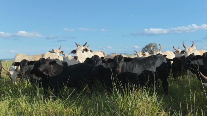 Agropecuária Maragogipe se destaca em eficiência e genética em 2025; confira