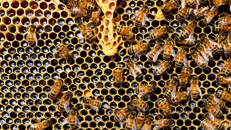 Produtores de mel negociam abertura de mercado na Suíça