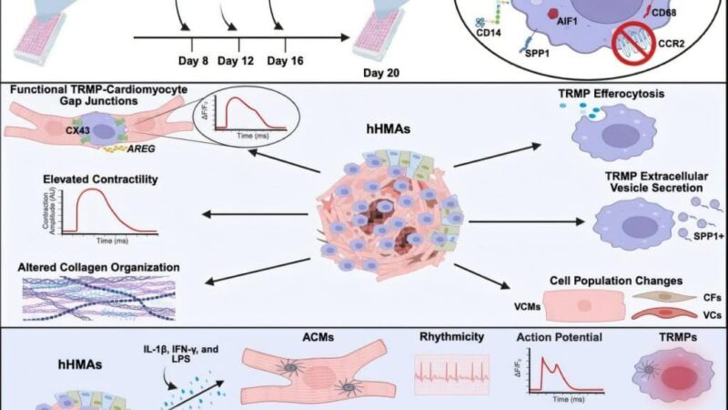 Cientistas desenvolvem mini coração humano para estudos sobre arritmia