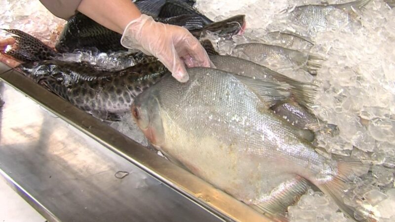 Inclusão do peixe na cesta básica deve impulsionar consumo no Brasil, aposta setor do pescado