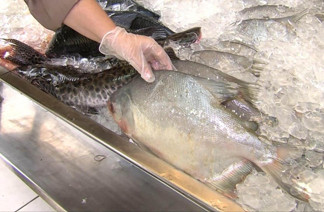 Inclusão do peixe na cesta básica deve impulsionar consumo no Brasil, aposta setor do pescado