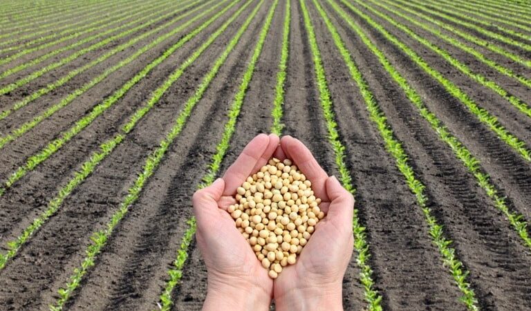 Plantio de soja 2025/26 atinge 90,3% de área no Brasil, aponta Conab