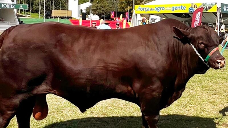 Santa Gertrudis amplia presença em centrais de inseminação em 2025; saiba mais