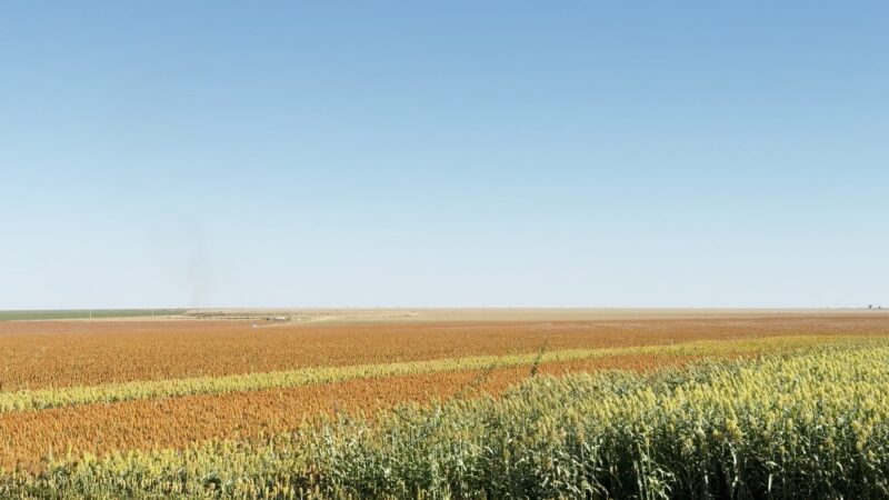 Plantas daninhas: manejo na cultura do sorgo é estratégico para o país; entenda