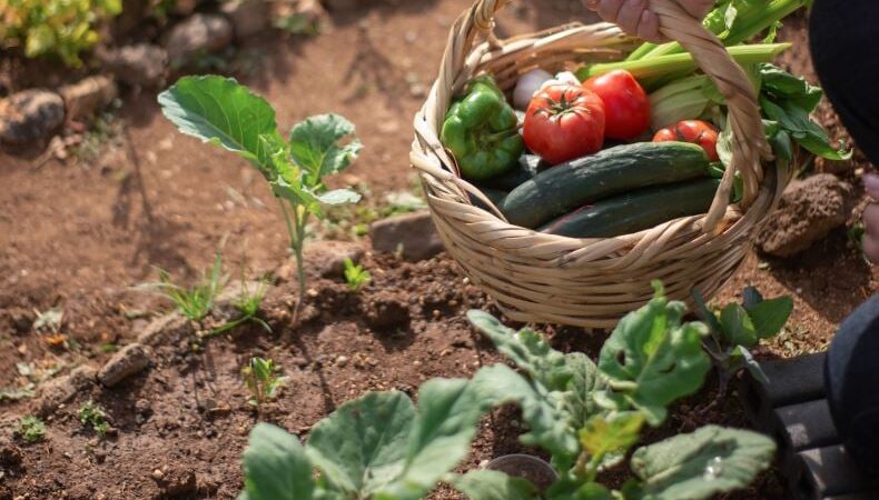 Linha de crédito impulsiona produção de orgânicos e fortalece agricultores paulistas