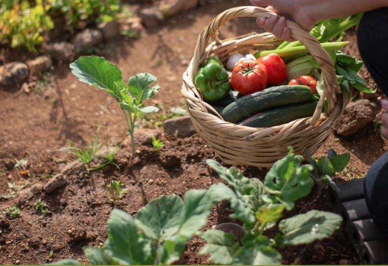 Linha de crédito impulsiona produção de orgânicos e fortalece agricultores paulistas