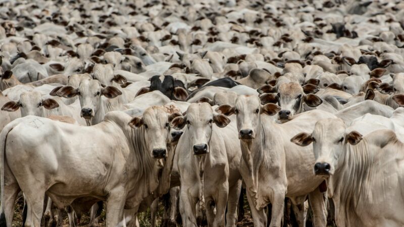 Aumento de quase 50% nas exportações de carne freia queda acentuada da arroba