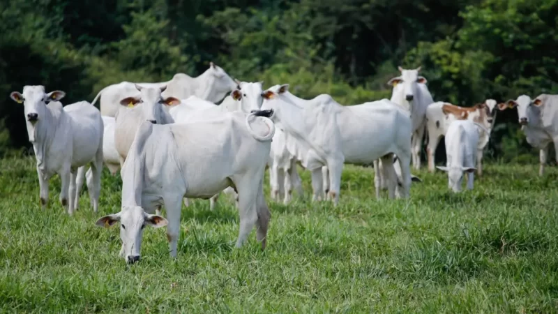 Pecuaristas precisam manter DIP em dia para evitar bloqueios na comercialização, alerta analista