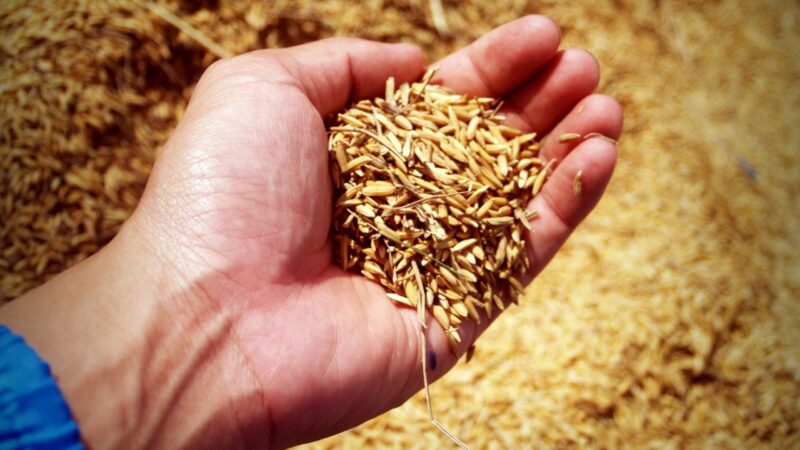 Brasil espera estabilidade jurídica na Venezuela para ampliar venda de arroz