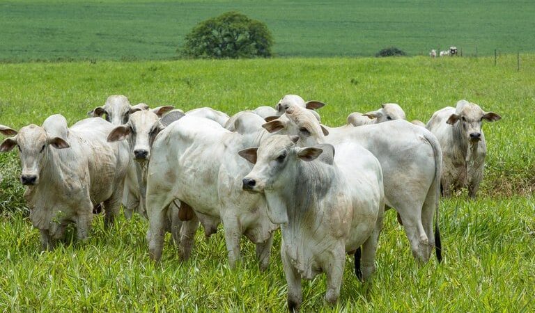 Mercado do boi gordo inicia ano com estabilidades nos preços; confira