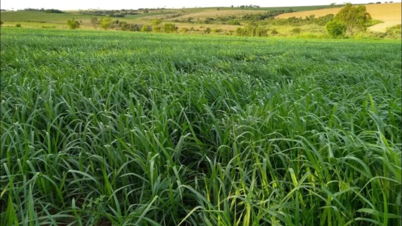 Mistura de capins no pasto pode comprometer produtividade, alerta especialista; entenda
