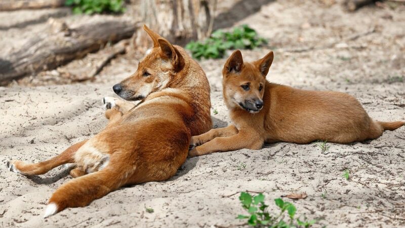 Conhece o dingo? Governo ordena que matilha seja sacrificada após morte de turista