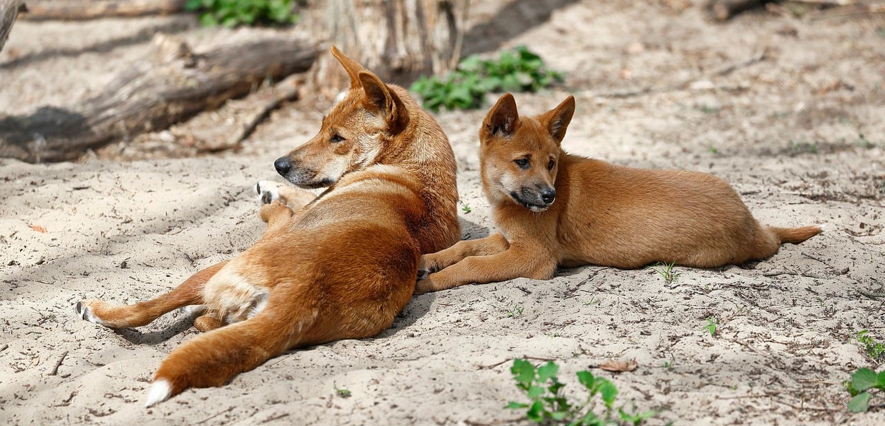 Conhece o dingo? Governo ordena que matilha seja sacrificada após morte de turista
