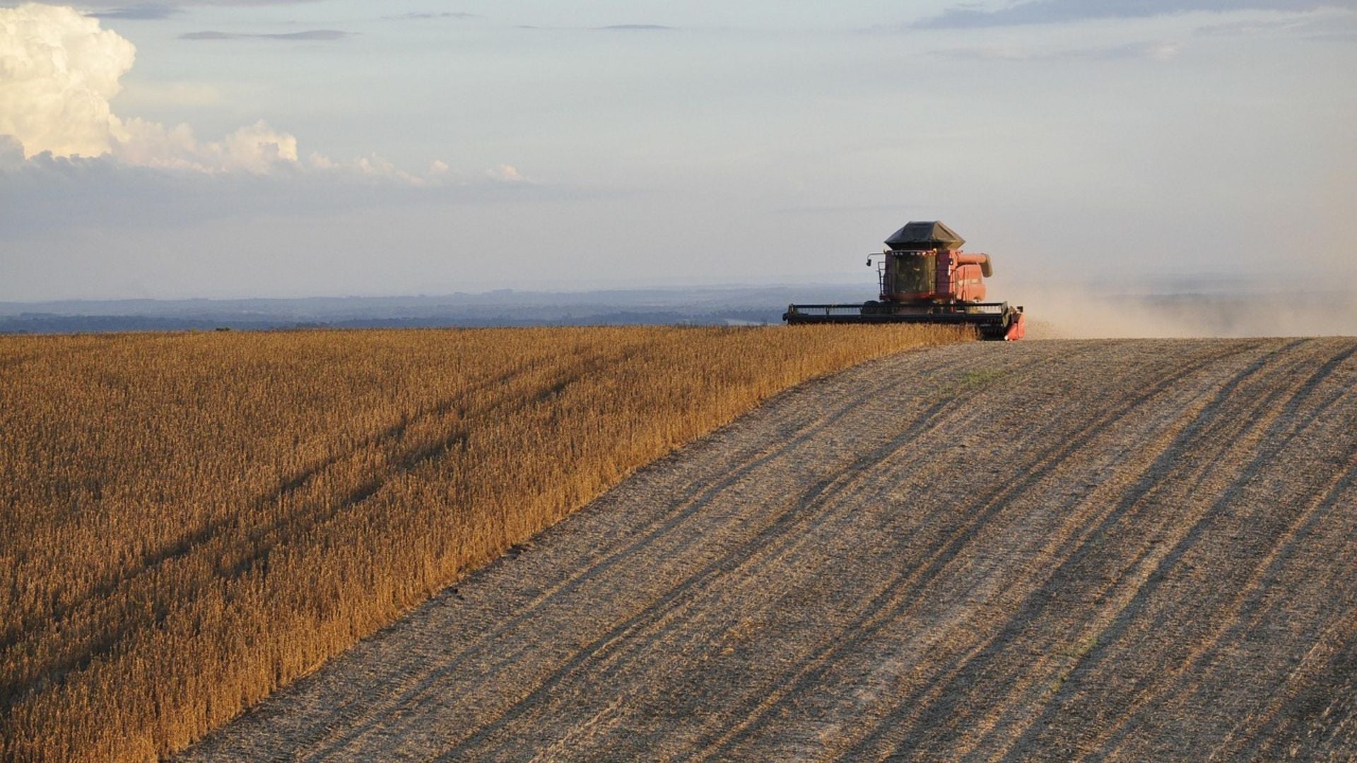 Conab divulga calendário de 2026 para levantamentos das safras e do mercado hortigranjeiro; confira