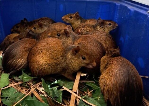 Você viu? Ibama resgata mais de 40 animais silvestres em churrascaria