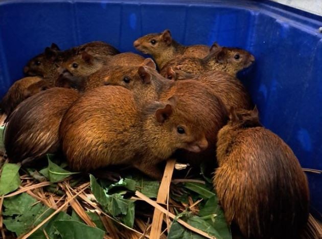Você viu? Ibama resgata mais de 40 animais silvestres em churrascaria
