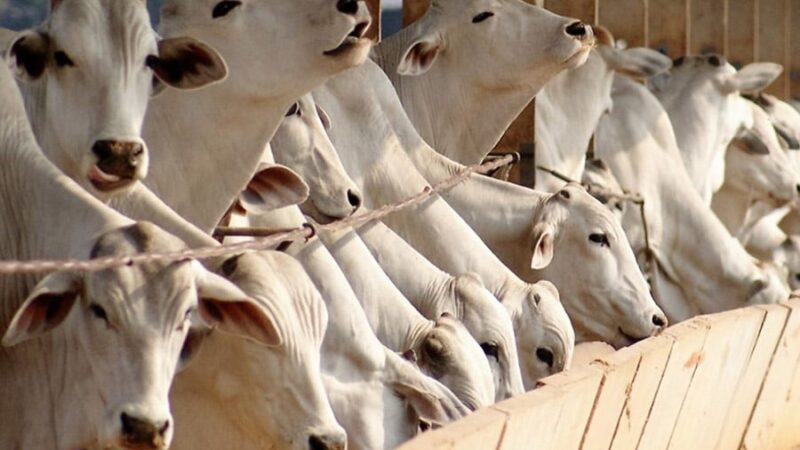 Arroba do boi gordo despenca em Mato Grosso do Sul; veja as cotações