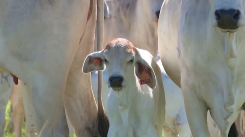 Pasto maternidade na pecuária: planejamento é peça-chave para o sucesso; saiba por quê