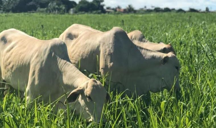 Boi gordo: oferta restrita sustenta preços no fim de janeiro, aponta Cepea