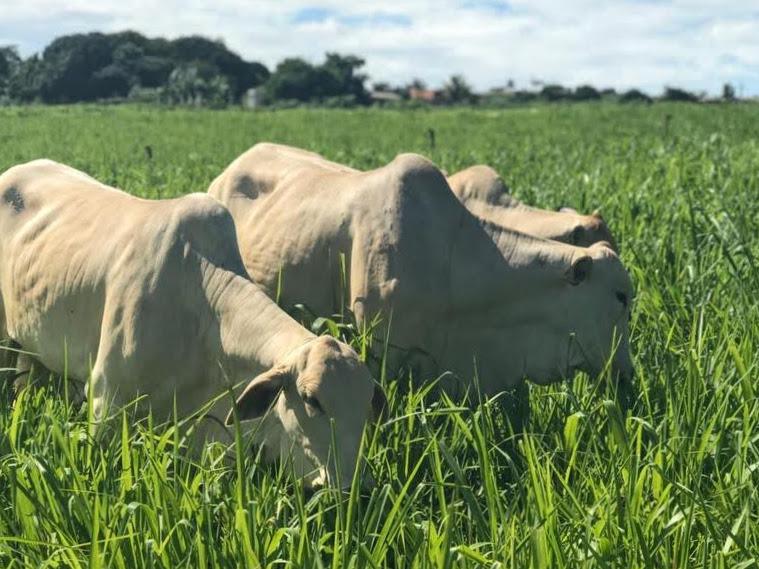 Boi gordo: oferta restrita sustenta preços no fim de janeiro, aponta Cepea