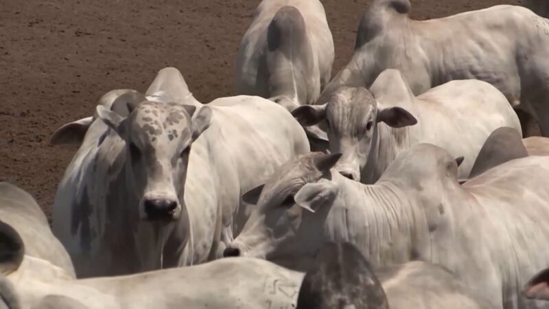 Mato Grosso bate recorde e abate 7,46 milhões de bovinos em 2025, aponta Imea