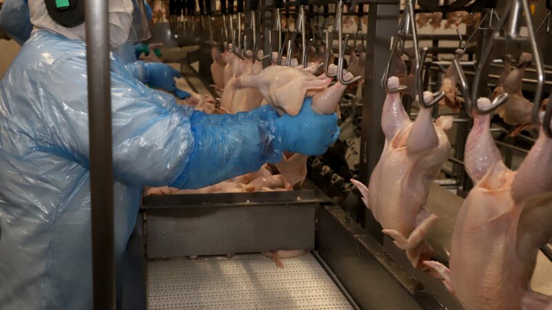 Exportações de frango do Brasil batem recorde histórico em 2025