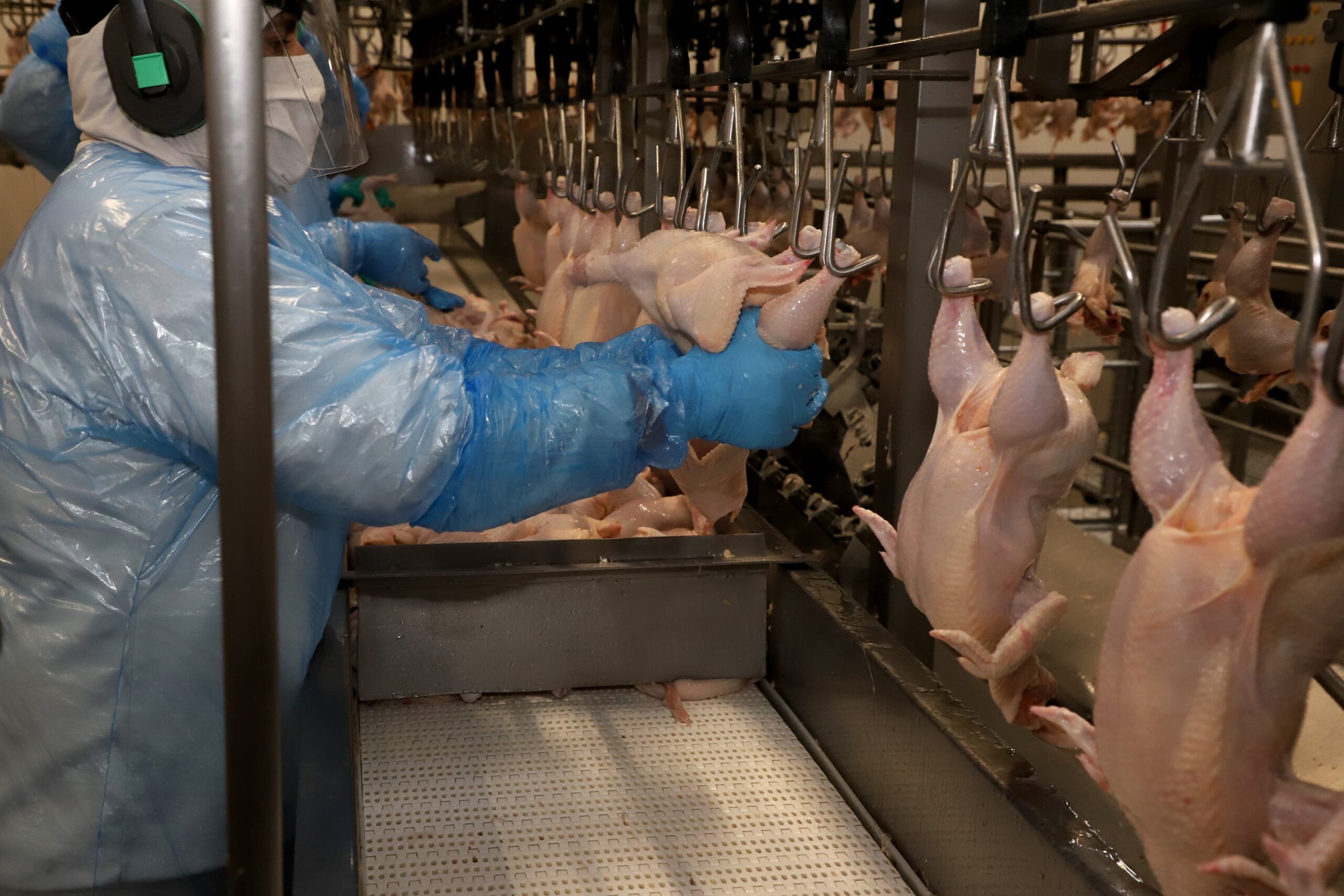 Exportações de frango do Brasil batem recorde histórico em 2025
