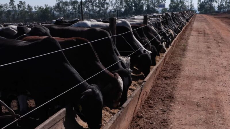 Confinamento próprio ou terceirizado: o que escolher para a pecuária?