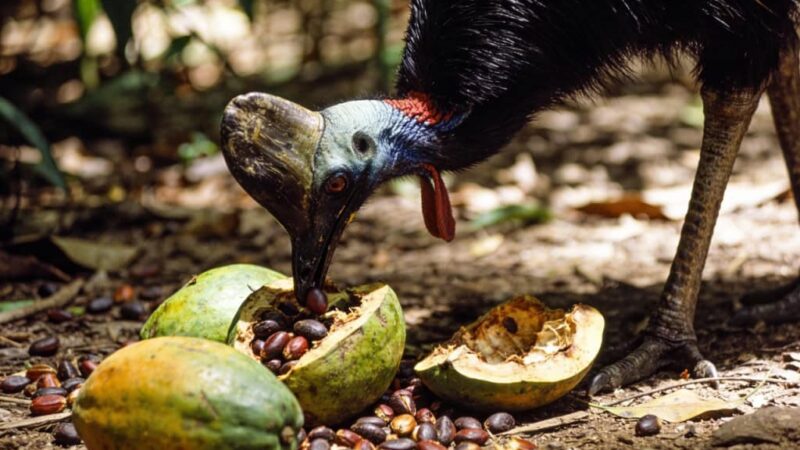 O pássaro mais perigoso da Terra é na verdade o jardineiro secreto das florestas tropicais