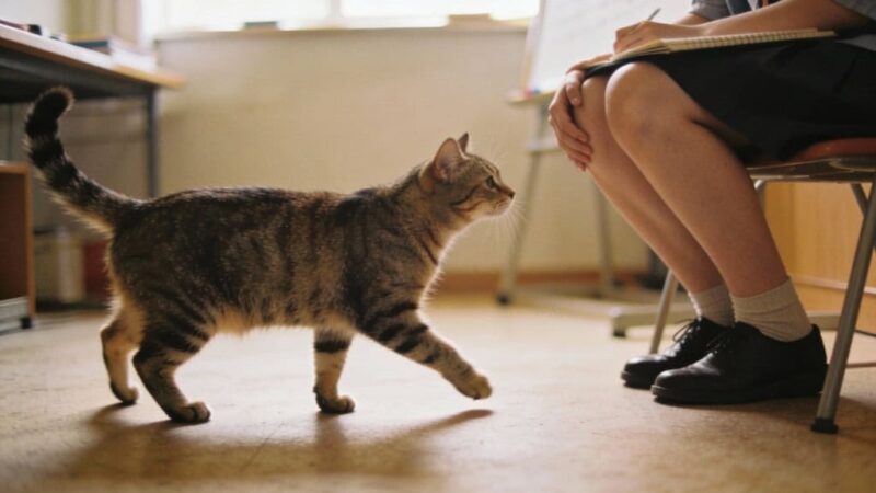 Estudo sobre a amizade dos gatos que prova que eles amam os donos tanto quanto os cães