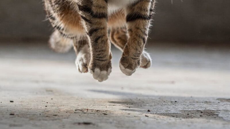 Por que gatos são quase imortais contra quedas (mesmo caindo de 32 andares)