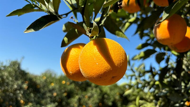 Chuvas intensas de janeiro prejudicam produção de laranja em São Paulo