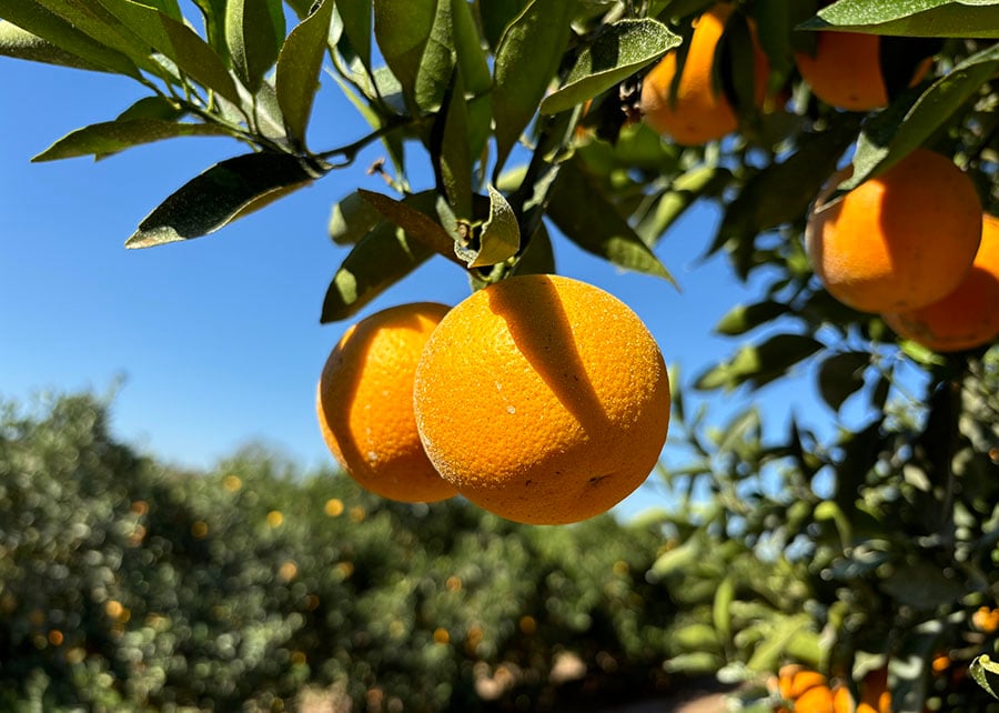Chuvas intensas de janeiro prejudicam produção de laranja em São Paulo