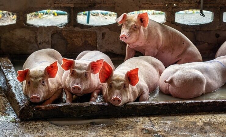 Preço do suíno vivo acumula queda de 20% em janeiro, aponta Cepea