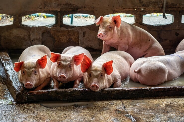 Preço do suíno vivo acumula queda de 20% em janeiro, aponta Cepea