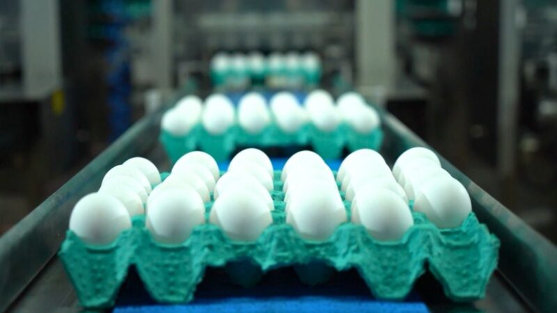 Produção de ovos cresce 7% e gera receita de R$ 7 bi para São Paulo