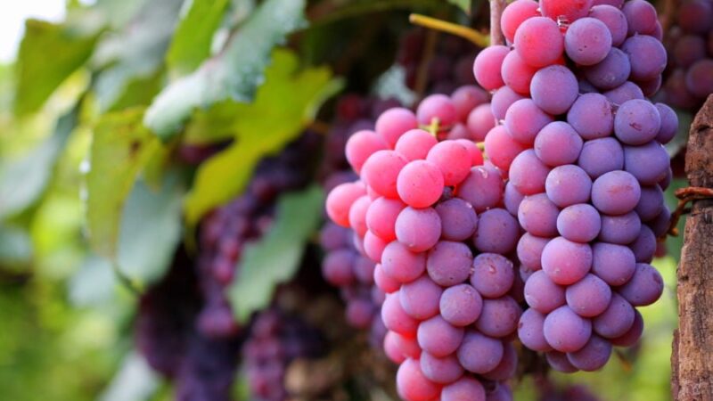 Estudos com técnica de dupla poda indicam novas cultivares de uva