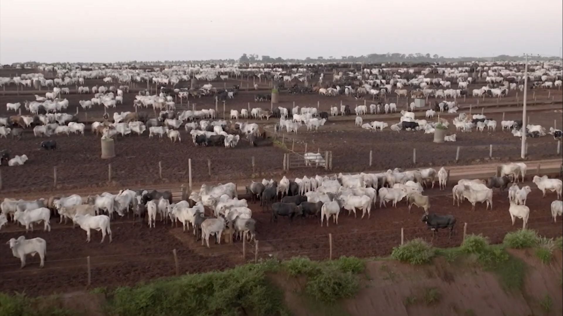 ‘Um Mundo sem Vacas Brasil’: documentário debate o papel da pecuária na sustentabilidade global