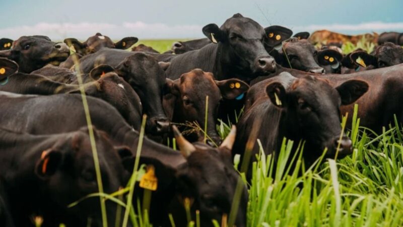 Rebanho bovino dos EUA é o menor dos últimos 75 anos, aponta relatório do USDA