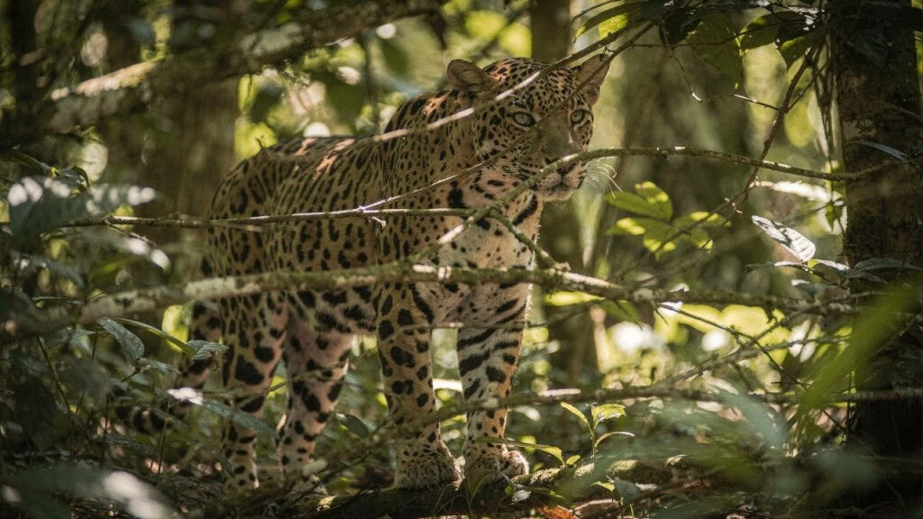 Estudo revela se animais com manchas têm comportamento diferente