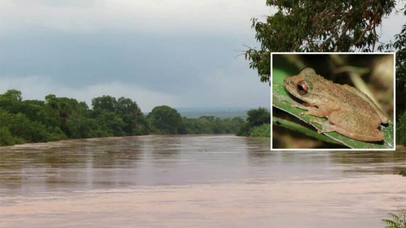 Nova perereca é identificada no Cerrado de Minas Gerais
