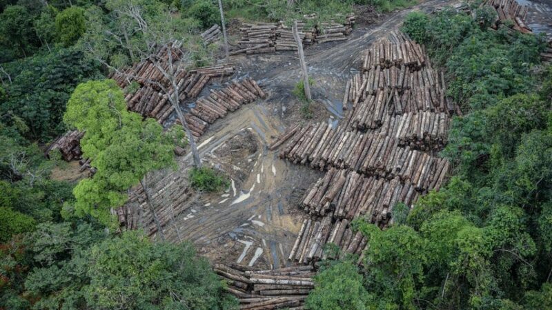 Alertas de desmatamento caem 35% na Amazônia e 6% no Cerrado
