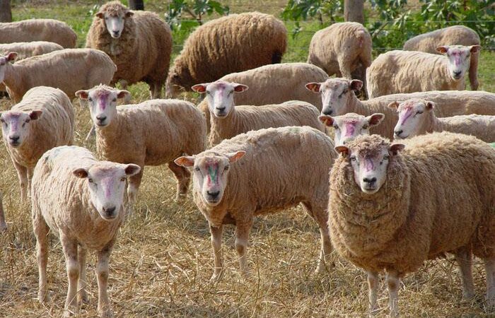 Registro de ovinos cresce 5% e reflete valorização da lã, carne e derivados