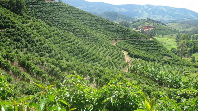 Programa em Minas Gerais incentiva plantas de cobertura para recuperar solos do café