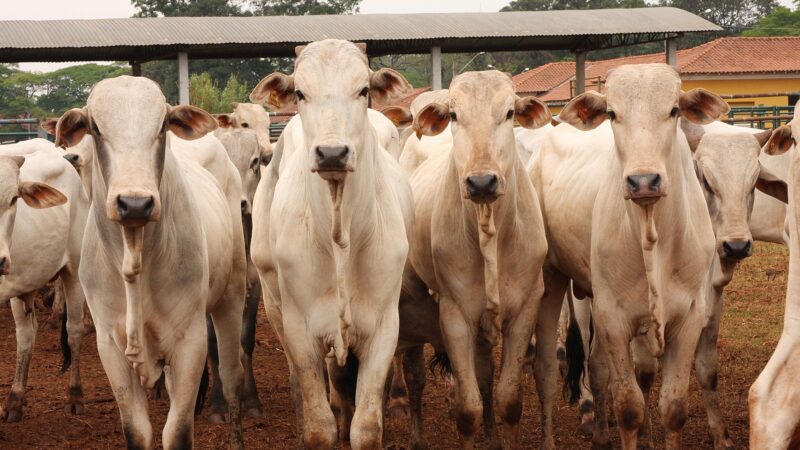 Exportações aquecidas devem manter arroba do boi gordo em alta?