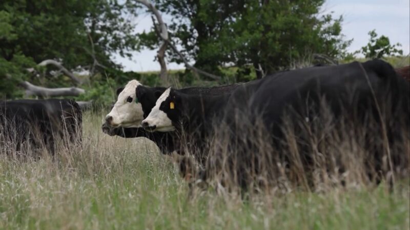 Cruzamento black simental e nelore potencializa mercado de carnes nobres
