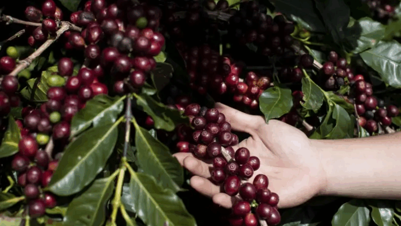 Safra de café pode bater recorde no Brasil após chuvas favoráveis