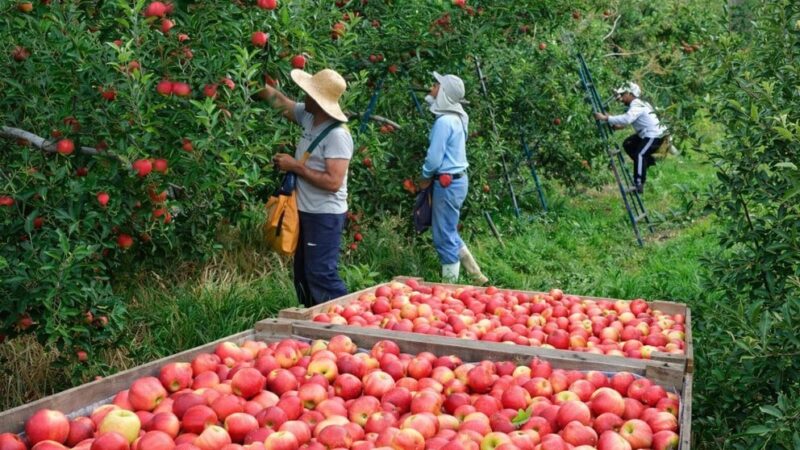 Produtores de maçã atribuem ao Bolsa Família prejuízos com falta de mão de obra na colheita