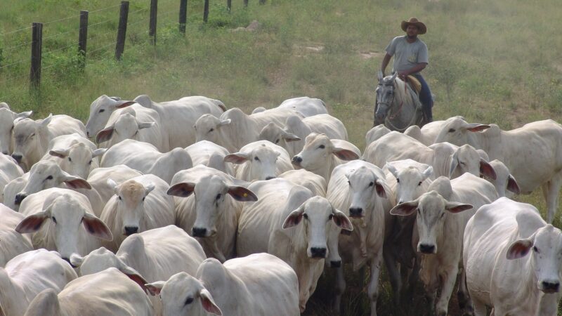 Pecuarista dita ritmo das negociações e vê sequência de alta na arroba