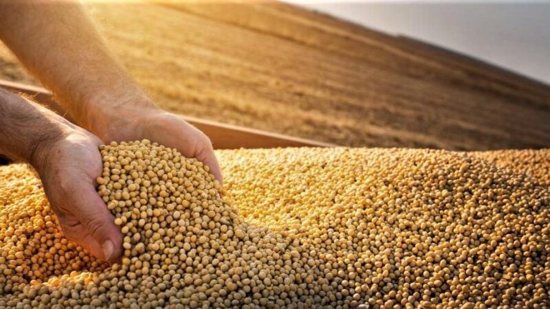 Números disparam e soja ganha força com revisões para cima do USDA e Conab
